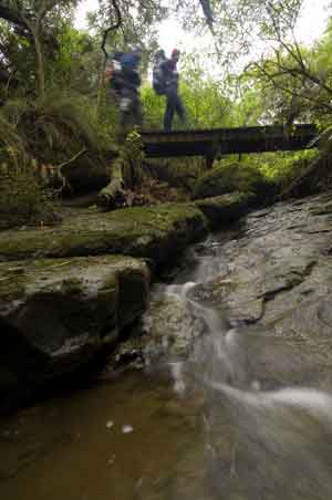 Otway National park walks