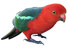 apollo bay accommodation - Come and feed Apollo one of the colorful birds at Apollos View