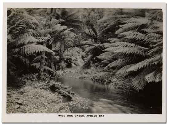 Wild Dog Creek